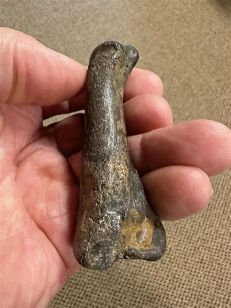 mississippi tiger bone found.